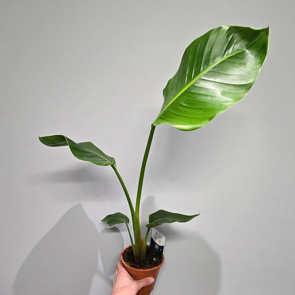 Strelitzia Nicolai "BOP"