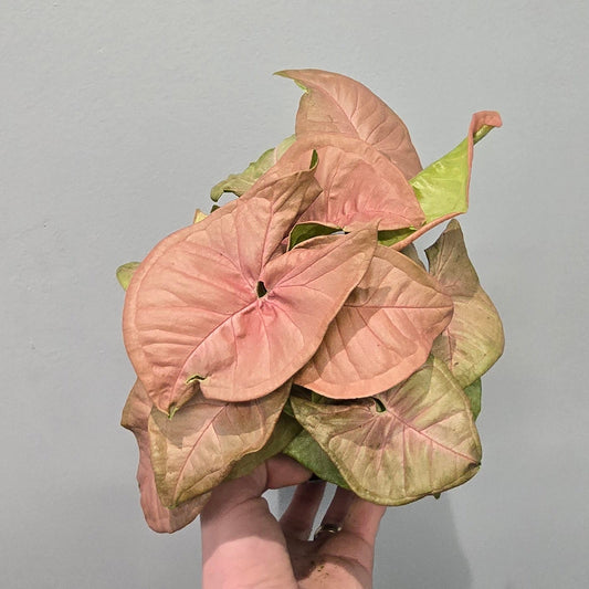 Syngonium Red Heart