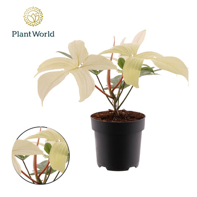 Philodendron Florida Ghost - Pick Date 25th