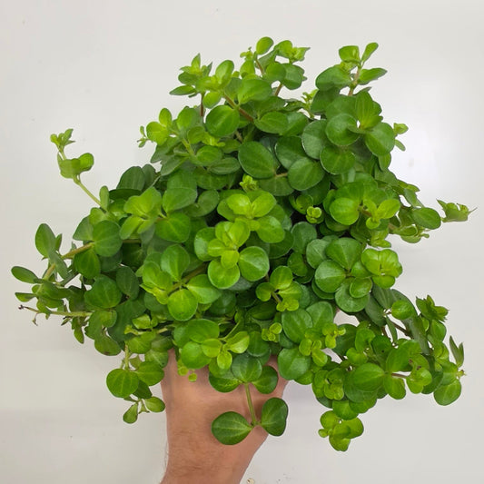 Peperomia Rotundifolia