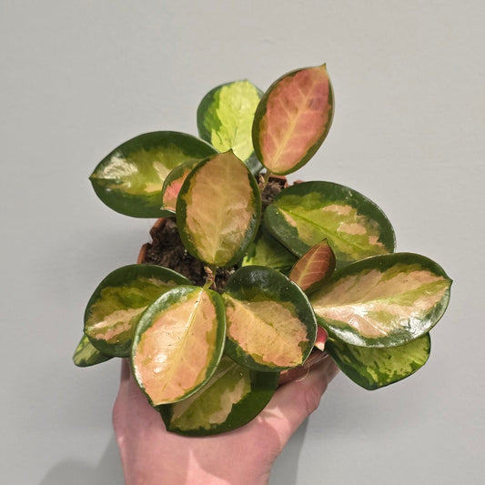 Hoya Lisa