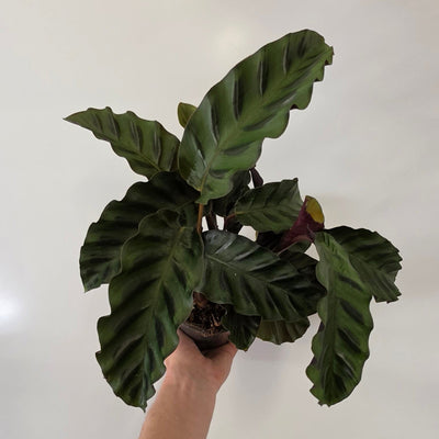 Calathea 'Velvet Glory'