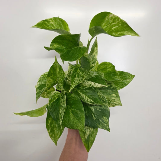 Epipremnum Marble Queen