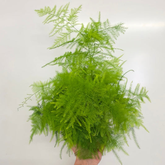 Asparagus Setaceus "Fern"