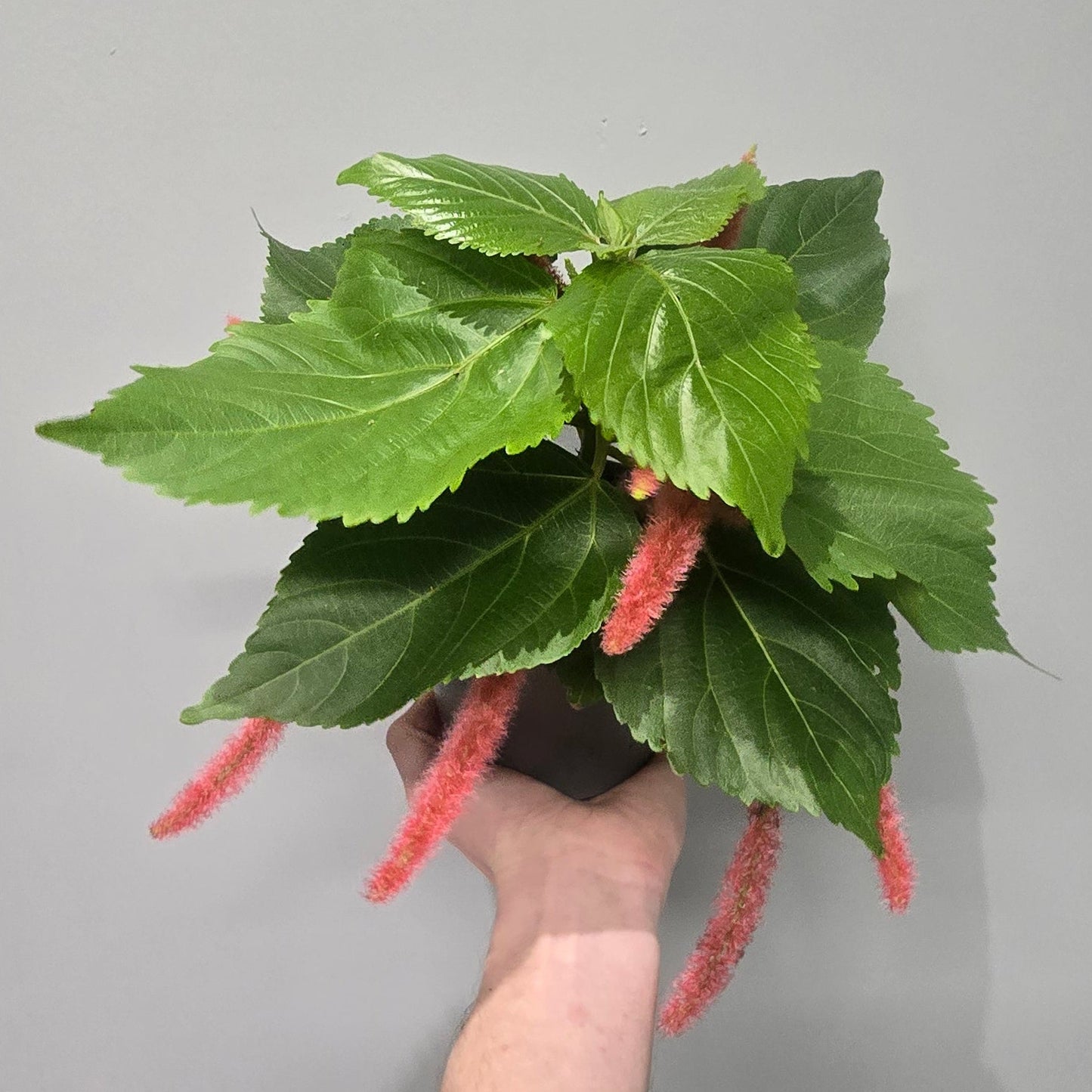 Acalypha Hispida Pink