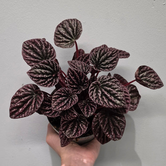Peperomia Red Luna