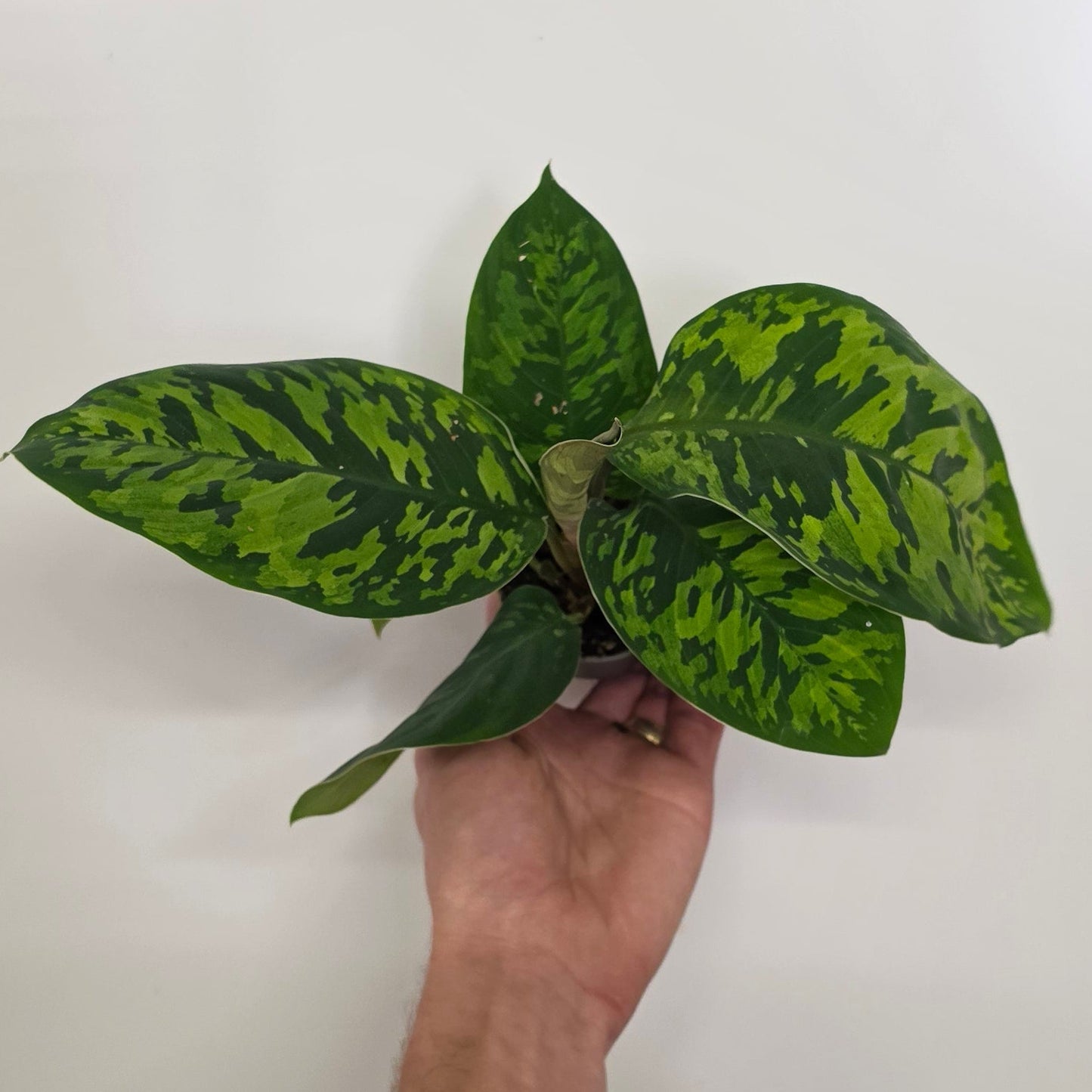 Mini Homalomena Camouflage