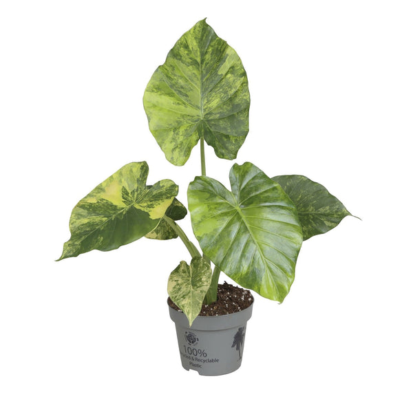 Alocasia Macrorrhiza Aurea Variegated - Pick Date 13th