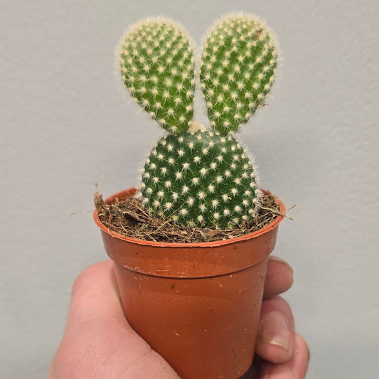 Mini - Opuntia Mixed