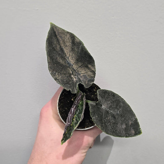 Mini Alocasia Antoro Velvet