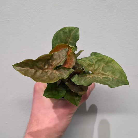 Mini Syngonium Maria