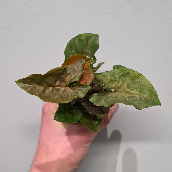 Mini Syngonium Maria