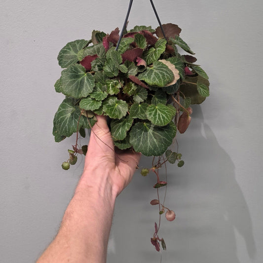 Hanging Saxifraga "Strawberry Begonia"