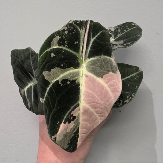Alocasia Black Velvet Pink