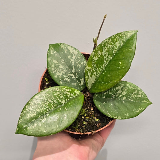 Hoya Parasitica Splash