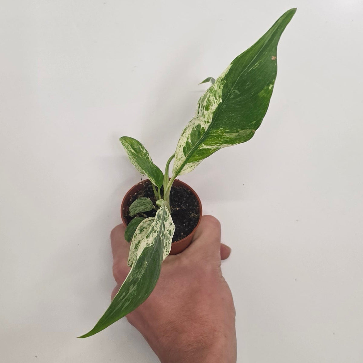 Mini Rhaphidophora Puberula Variegated