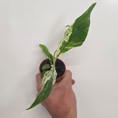 Mini Rhaphidophora Puberula Variegated