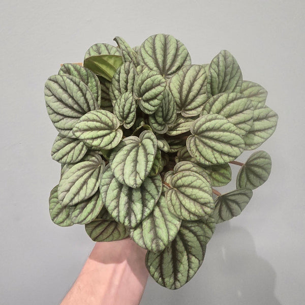 Peperomia Mistique