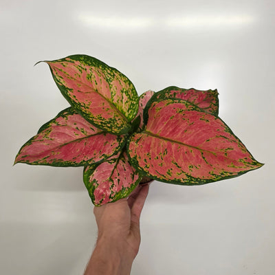 Aglaonema Lucky Red