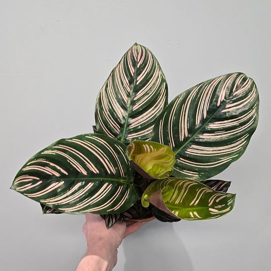 Calathea Ornata - Grade B