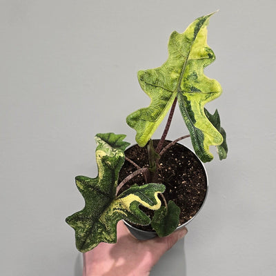 Alocasia Jacklyn Variegated