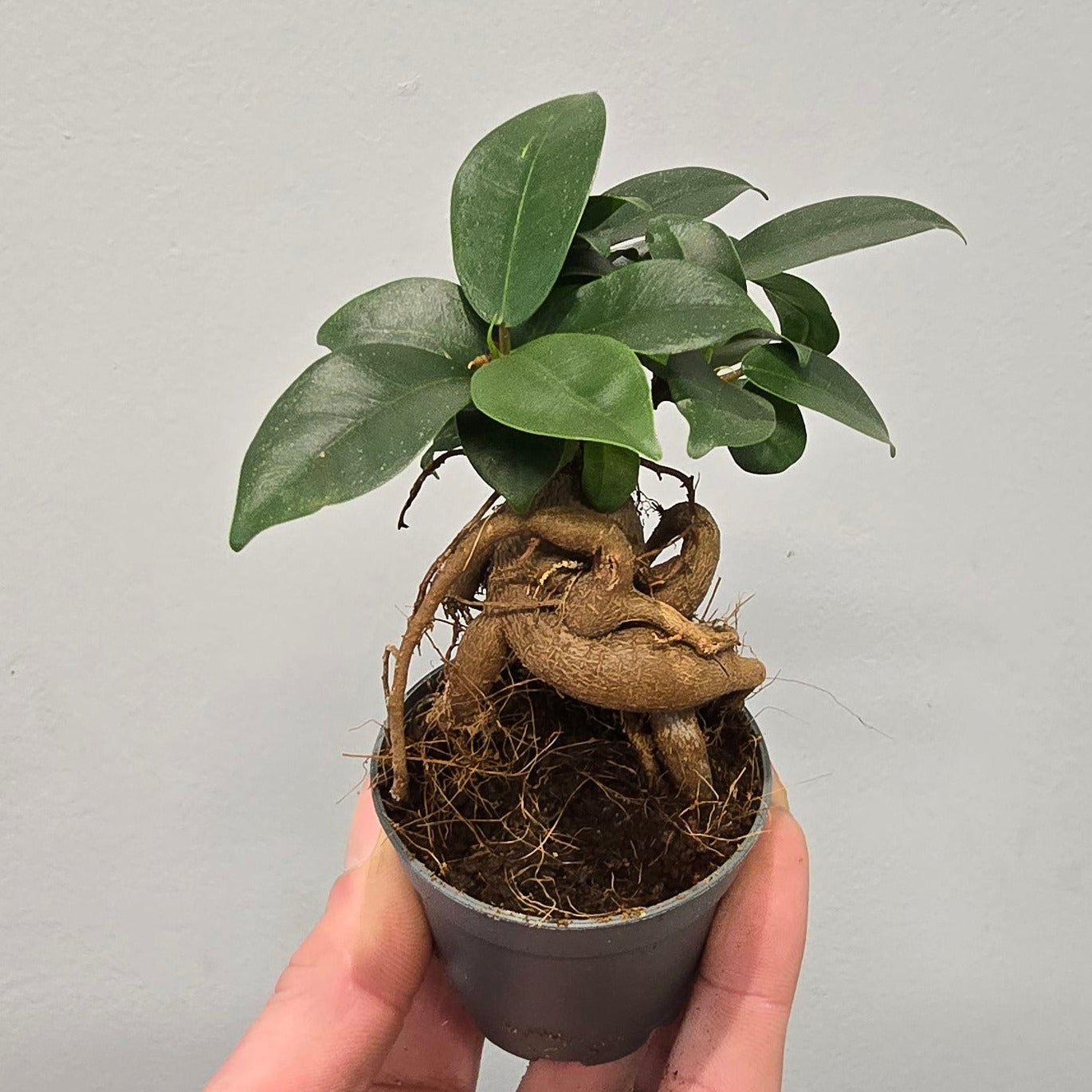 Mini - Ficus Ginseng
