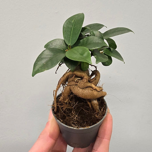 Mini - Ficus Ginseng