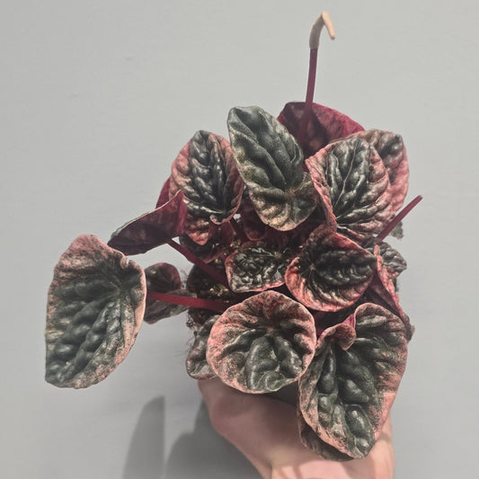 Peperomia Abricos