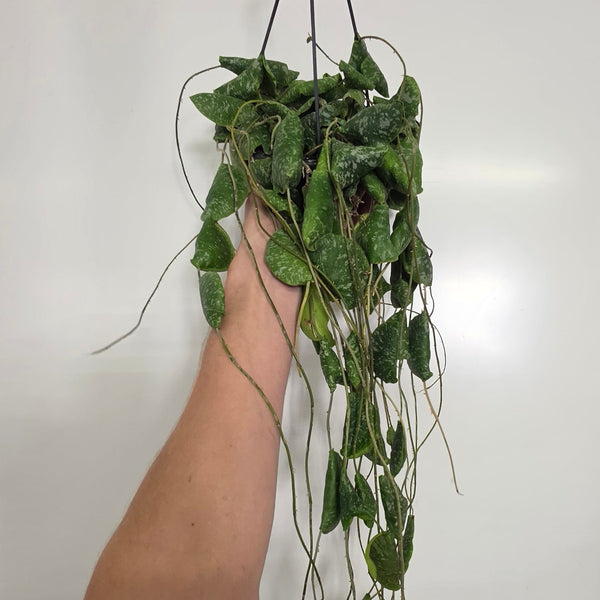 Hanging Hoya 'Imbricata'