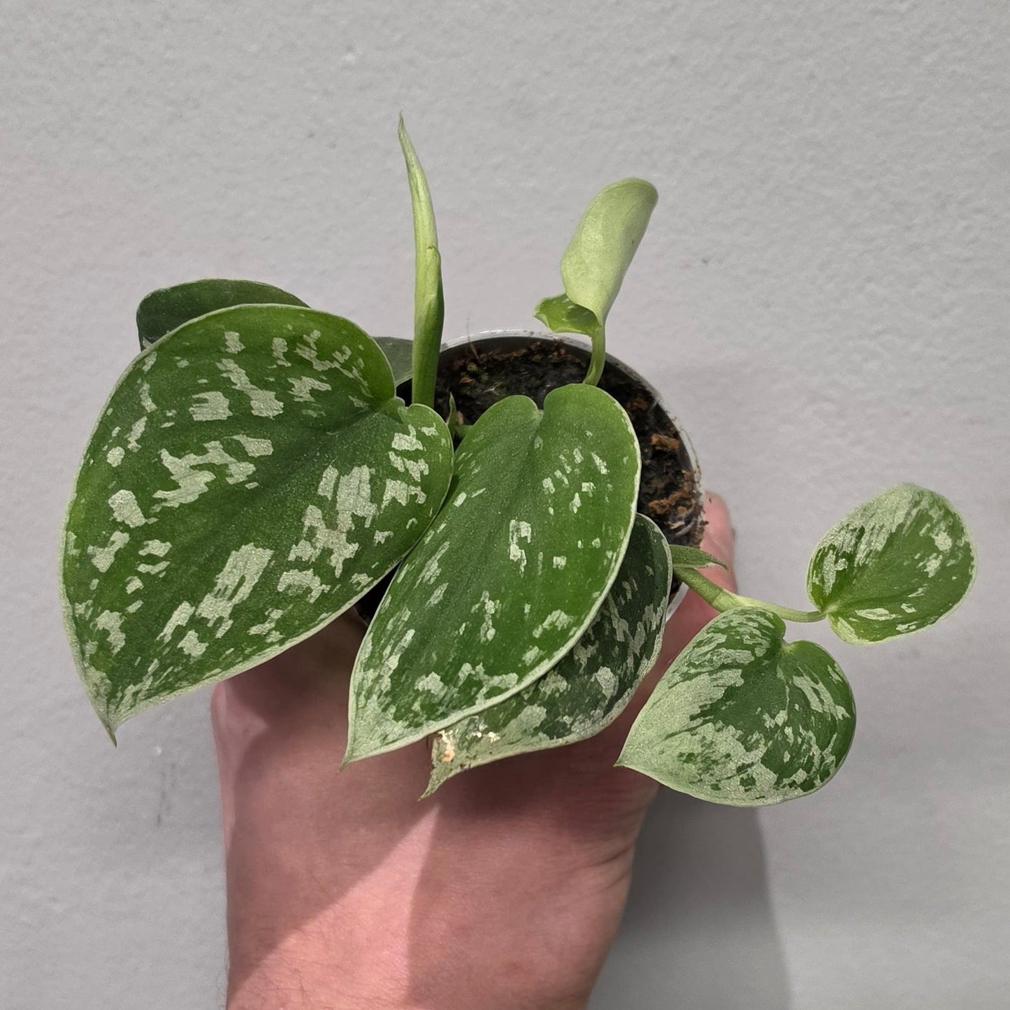 Mini Scindapsus Pictus
