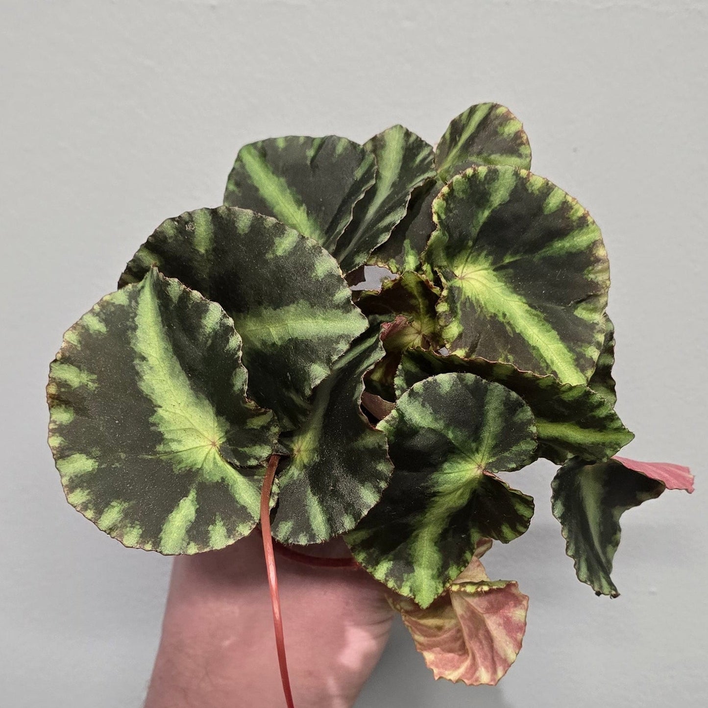 Mini Begonia Rex Cleopatrae