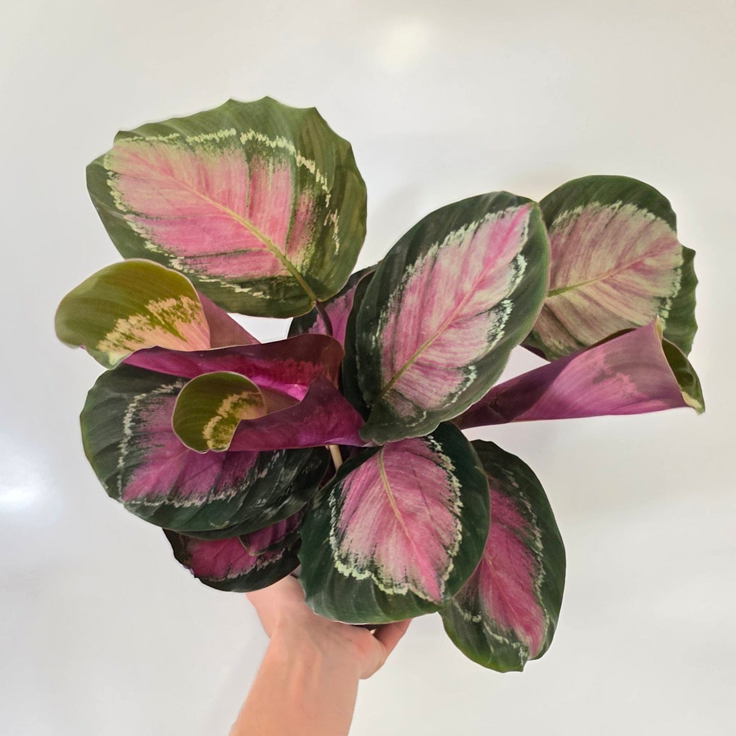 Calathea Roseopicta 'Rosy'