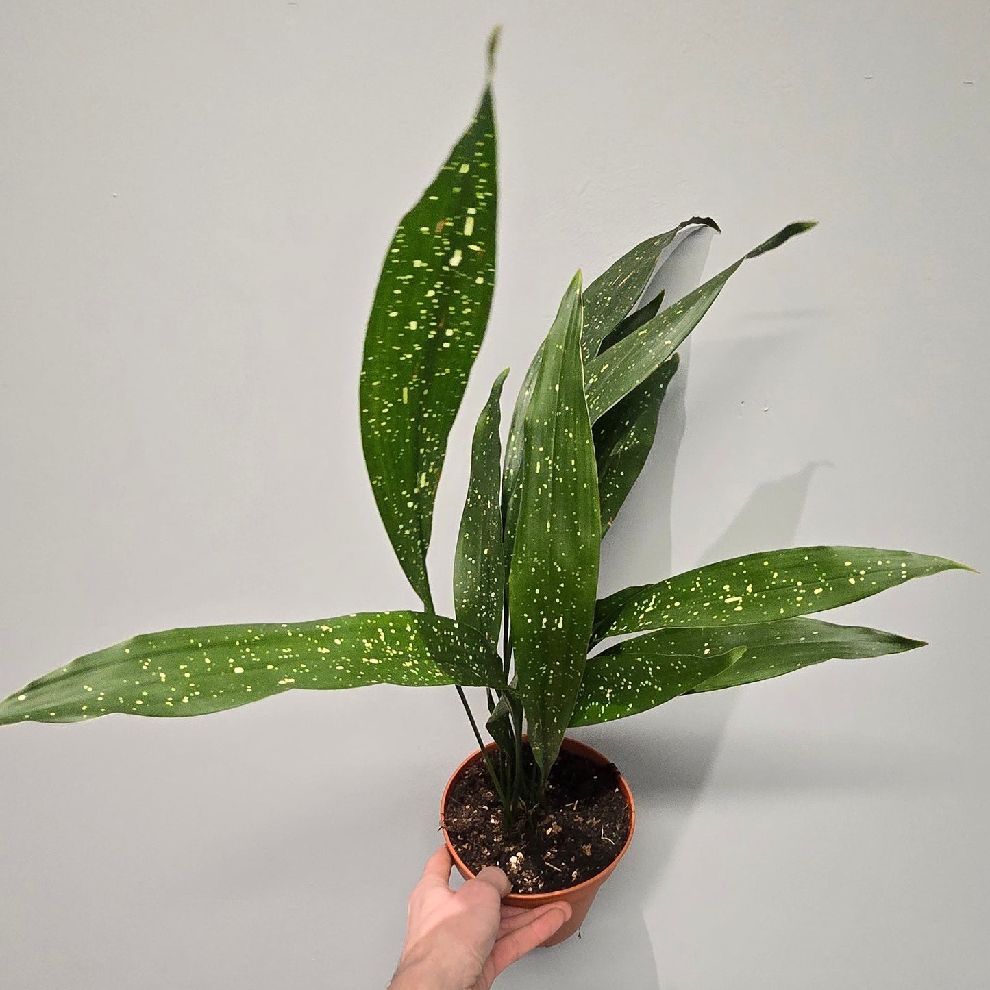 Aspidistra Elatior 'Milky Way'