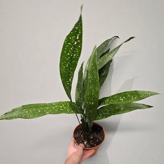 Aspidistra Elatior 'Milky Way'