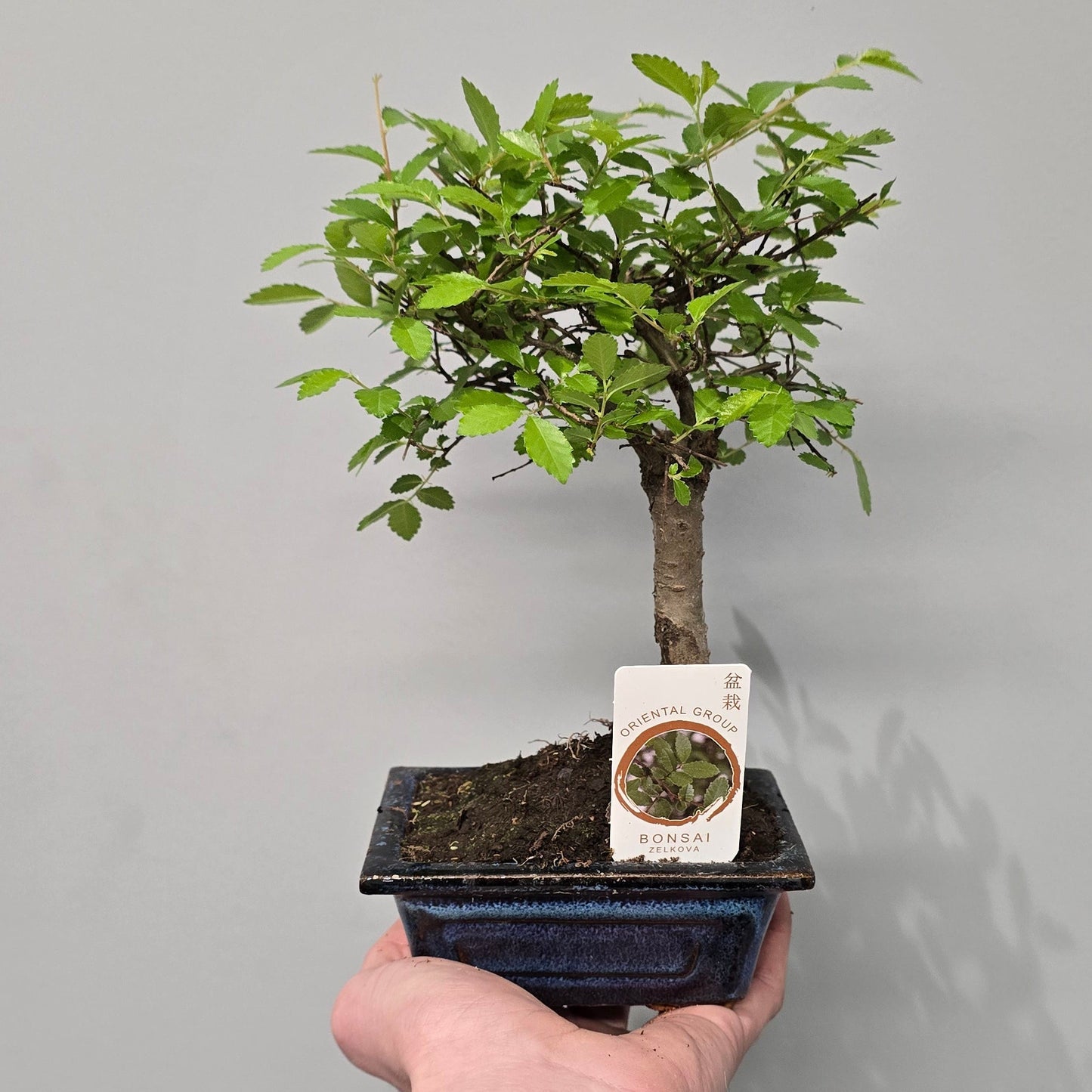 Mixed Bonsai – Ceramic Pots