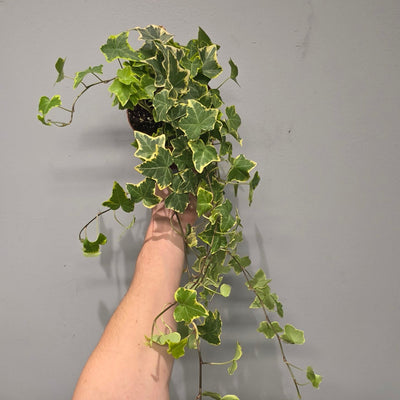 Hedera 'Goldchild' Ivy
