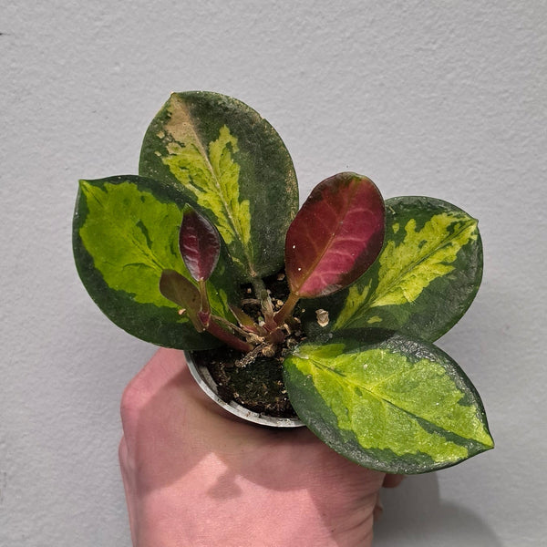 Mini Hoya Australis Tricolor
