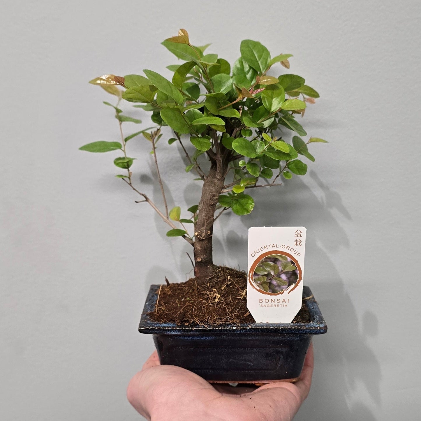 Mixed Bonsai – Ceramic Pots