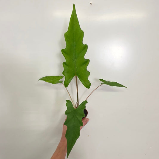 Alocasia 'Boa'