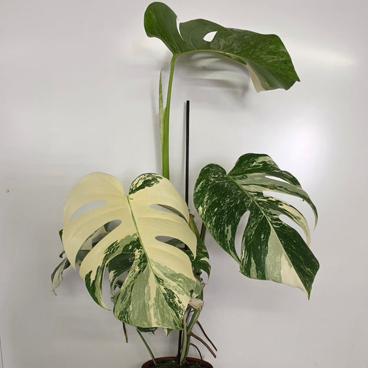 Monstera Deliciosa Albo