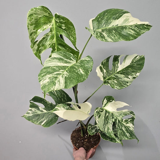 Monstera Deliciosa Albo