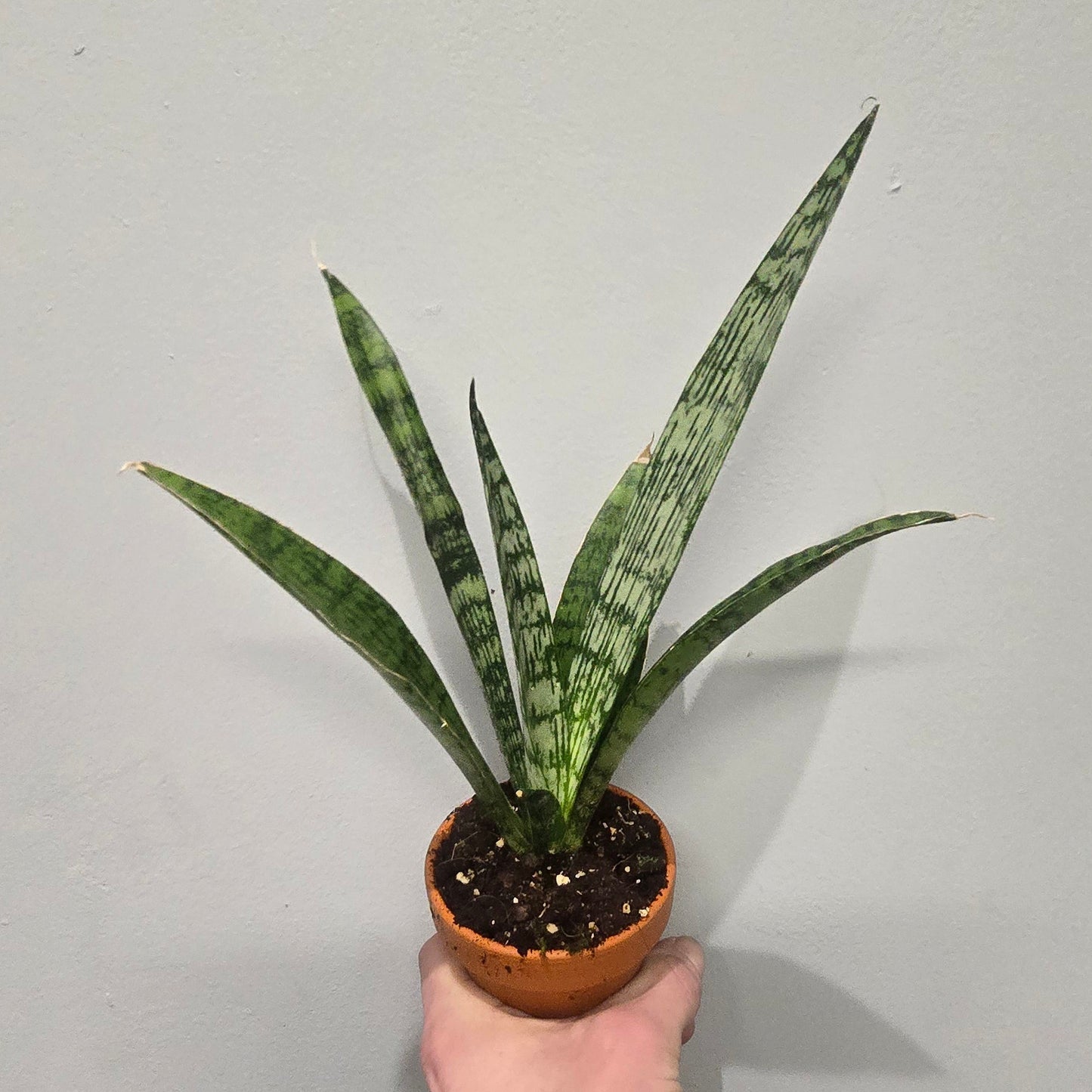 Sansevieria Everest