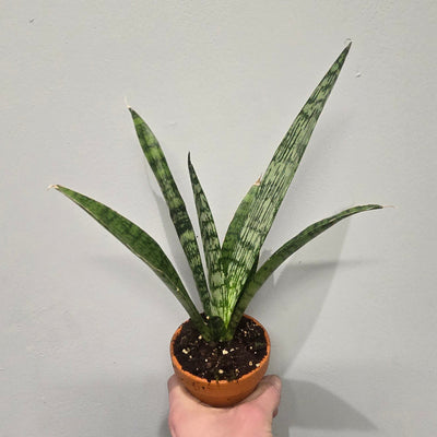 Sansevieria Everest