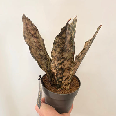 Sansevieria 'Coppertone'