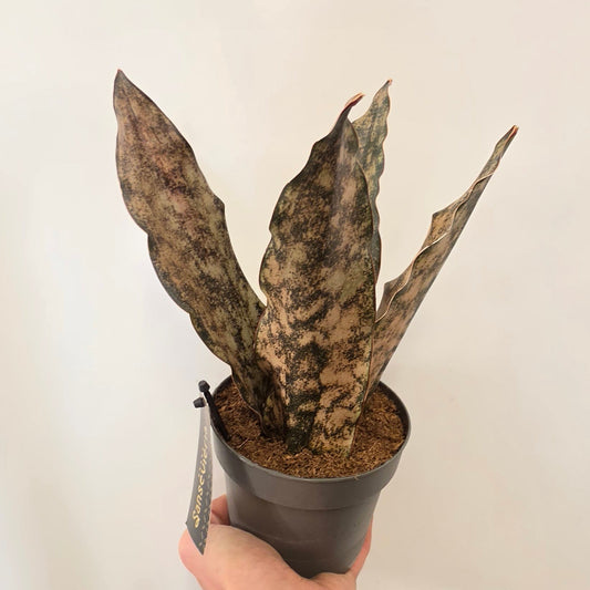 Sansevieria 'Coppertone'