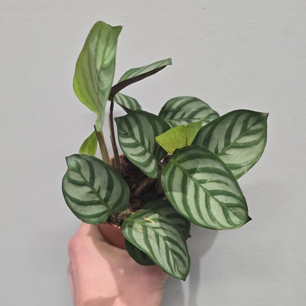 Mini Calathea Fishbone