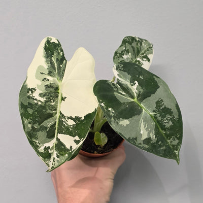 Alocasia Micholitziana Frydek Variegated