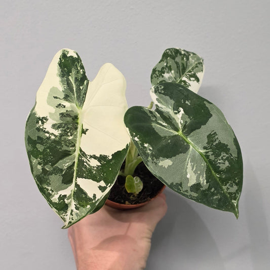 Alocasia Micholitziana Frydek Variegated
