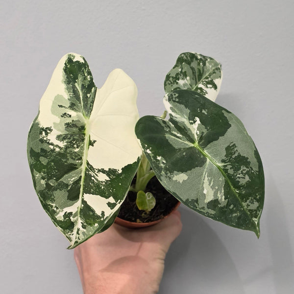 Alocasia Micholitziana Frydek Variegated
