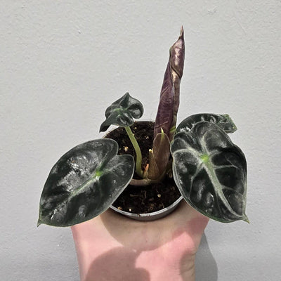 Mini Alocasia 'Heart Balloon'